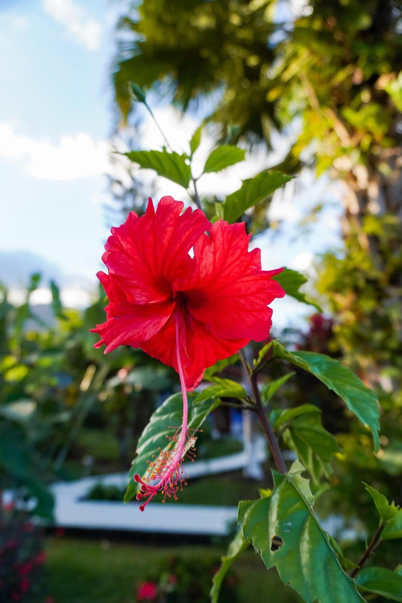 Sueno Rio Celeste Boutique B&B Bijagua Dış mekan fotoğraf
